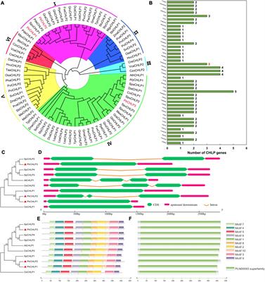 Genome-Wide Investigation of the PtrCHLP Family Reveals That PtrCHLP3 Actively Mediates Poplar Growth and Development by Regulating Photosynthesis